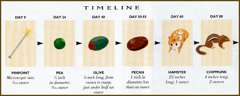 Foal Development Chart